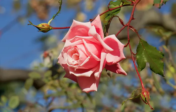 Picture leaves, light, flowers, branches, roses, garden, stem, pink