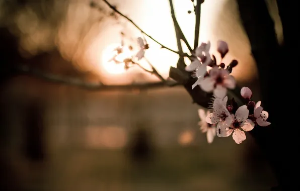 Macro, flowers, branches, spring, bokeh
