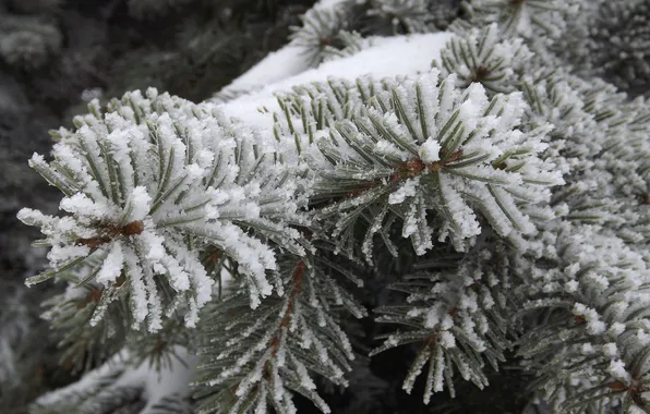Winter, frost, branch, spruce