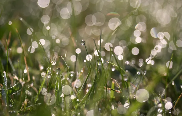 Picture grass, drops, macro, Rosa, glare