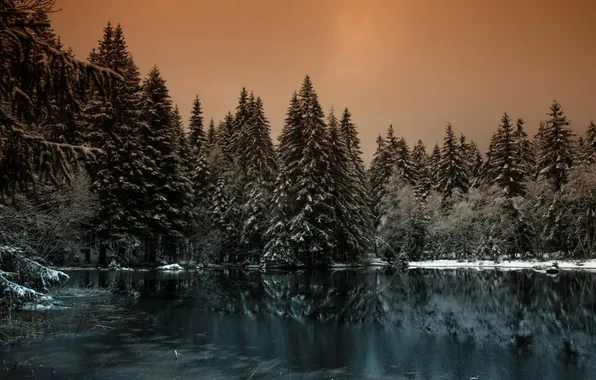 Picture forest, night, lake
