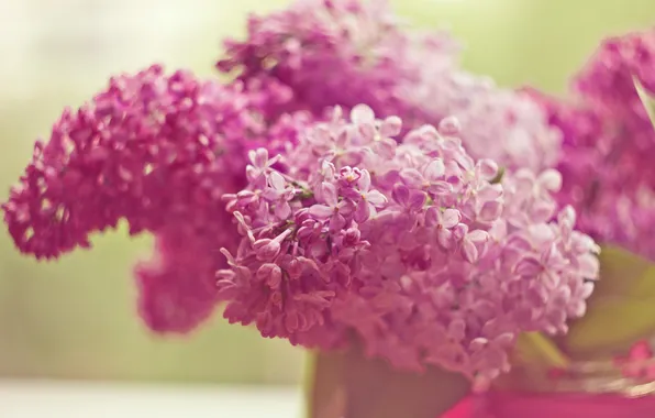 Picture flowers, pink, lilac