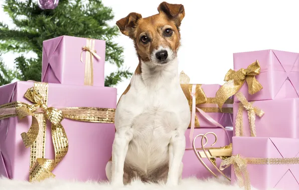 Picture dog, gifts, New year, box, Jack Russell Terrier