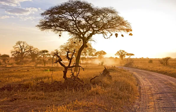 Landscape, nature, Sunset in Tarangire