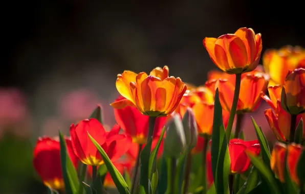 Picture light, tulips, buds