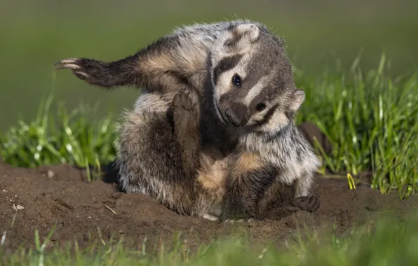 Grass, pose, legs, face, sitting, badger, American badger