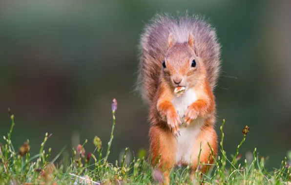 Summer, grass, look, pose, legs, protein, muzzle, red