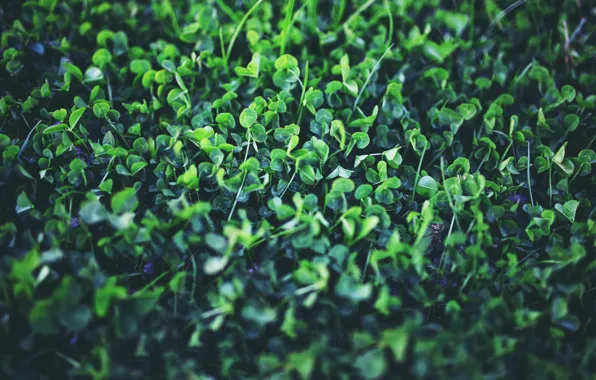 Macro, Nature, Plant, Green, Nature, Flora, Plant, Kaboompics