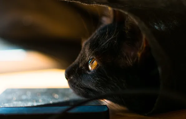 Cat, cat, look, pose, kitty, black, package, profile