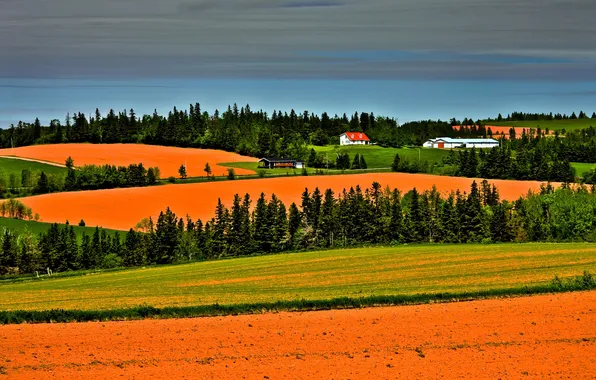 Field, forest, hills, the slopes, field, houses, house, orange
