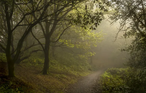 Forest, summer, fog, path
