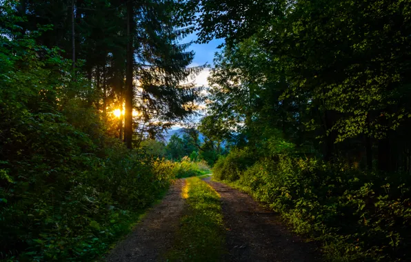 Picture trail, morning, Forest, forest, morning, path