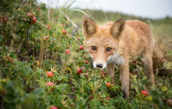 Look, face, berries, briar, Fox, red