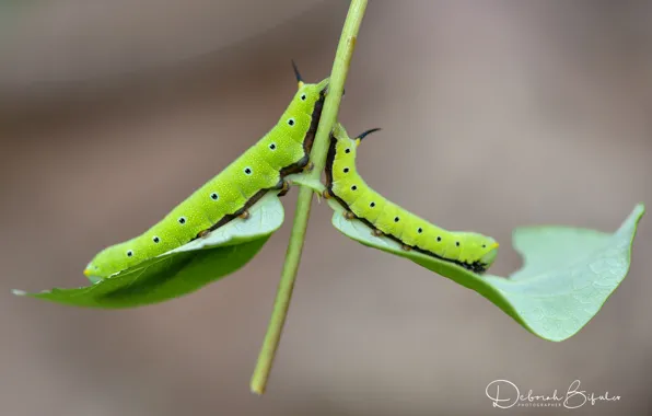 Leaves, background, caterpillar