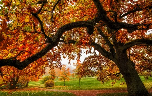 Road, autumn, forest, leaves, trees, nature, Park, colors