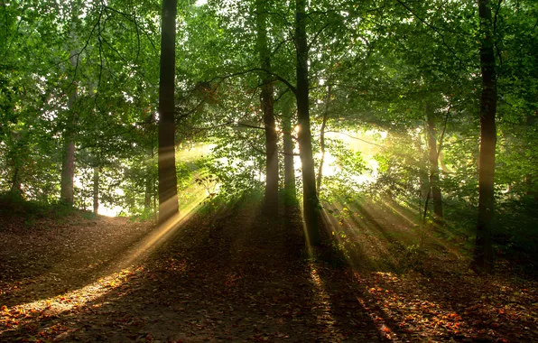 Picture forest, trees, nature