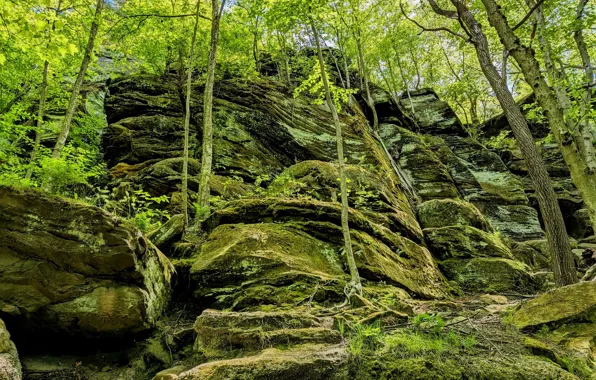 Picture green, forest, trees, nature, rocks, stones, moss, cliff