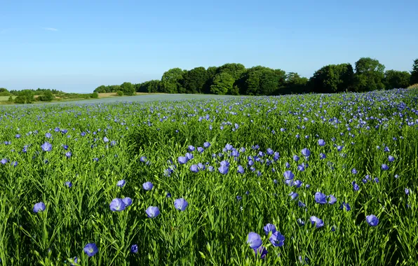 The sky, grass, trees, flowers, meadow