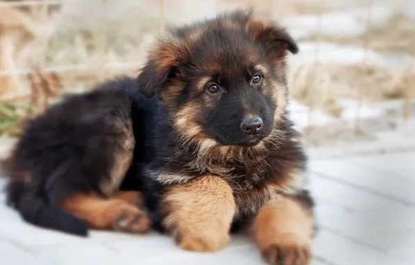 Each, dog, puppy, German shepherd