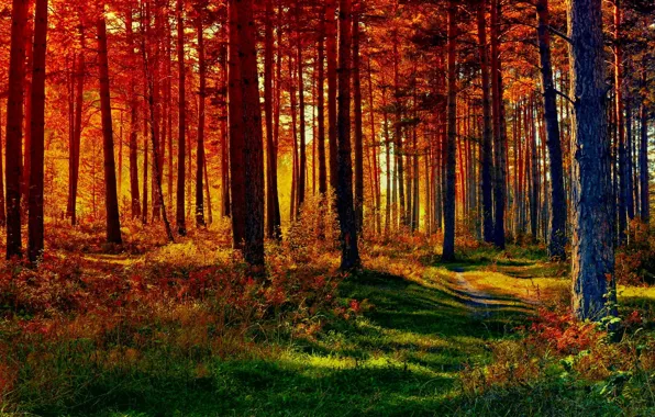 Wallpaper path, light, autumn, forest