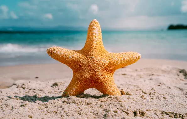 Sand, sea, beach, summer, the sky, shore, star, summer