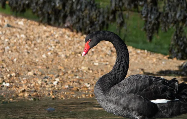 Bird, black, swans, pond
