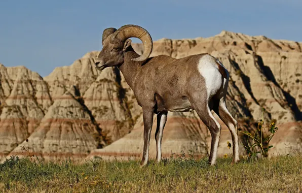 Picture mountains, nature, horns, RAM, desert bighorn sheep
