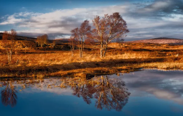 Trees, the wind, Scotland, Rannoch Moor, Rannoch Moor