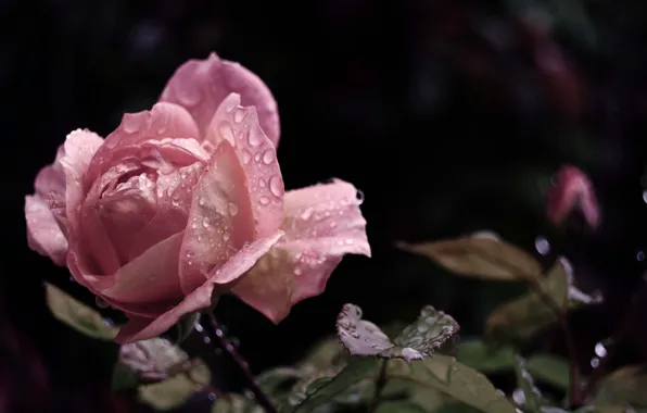 Flower, leaves, water, drops, macro, Rosa, rain, pink