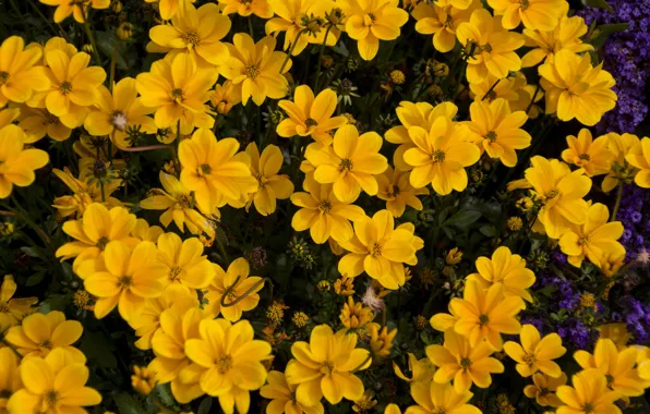 Flowers, bright, yellow, garden, flowerbed, a lot, bushes, dahlias