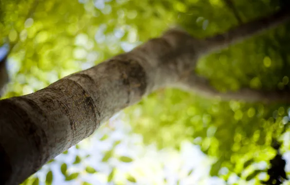 Picture greens, summer, light, trees, freshness, branches, heat, photo, tree, mood, foliage, leaf, focus, blur, branch, …