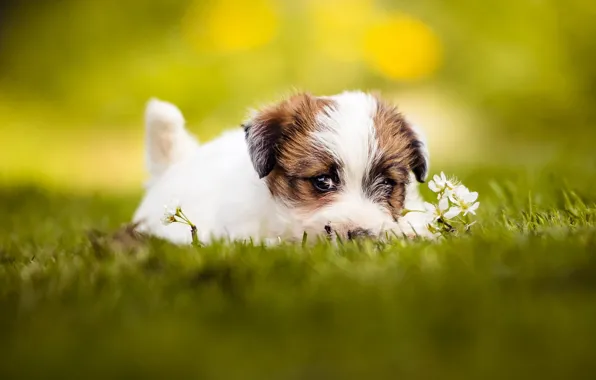 Picture summer, grass, look, face, yellow, pose, background, glade