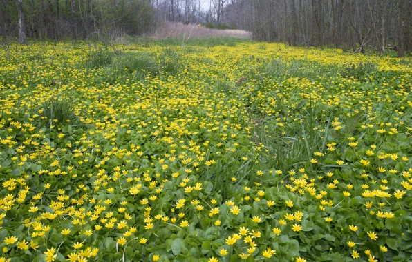 Flowering, Flowering, Yellow flowers, Yellow flowers