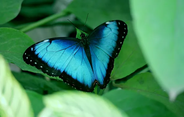 Leaves, microsemi, butterfly, wings, insect, beautiful, closeup