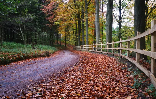 Picture road, autumn, leaves, the fence