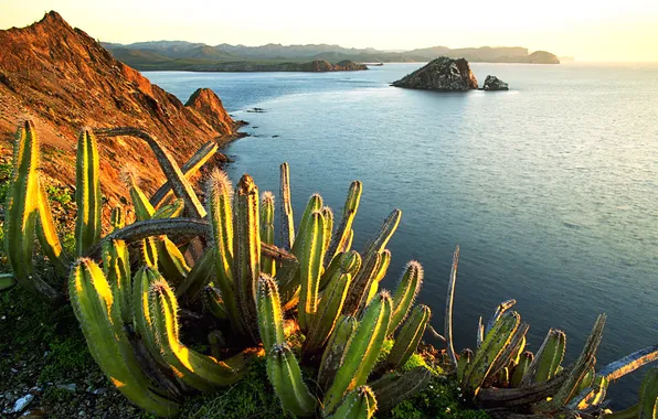 Picture Senita Cacti, Growing, on Isla Dati