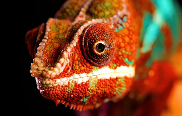 Red, look, chameleon, curious