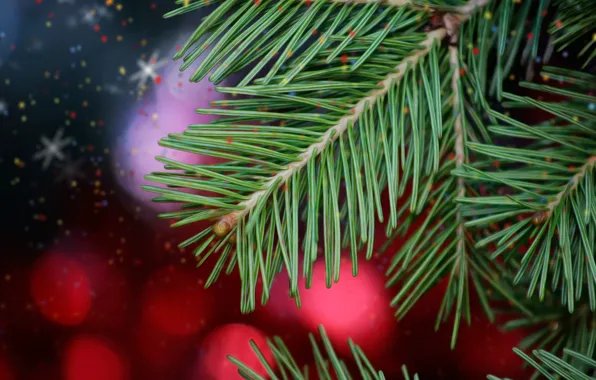 Needles, branches, background, spruce, bokeh