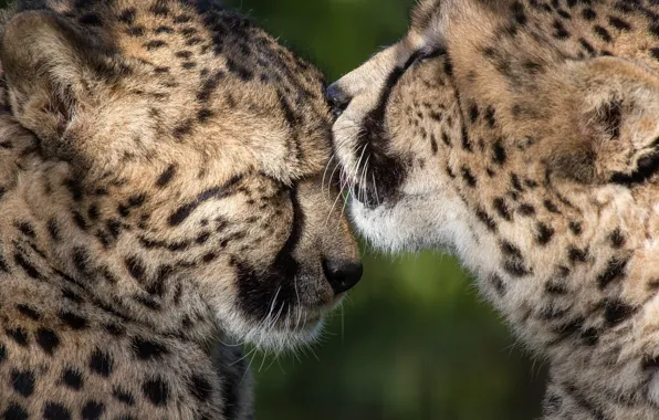 Picture love, predators, friendship, pair, weasel, wild cats, care, cheetahs