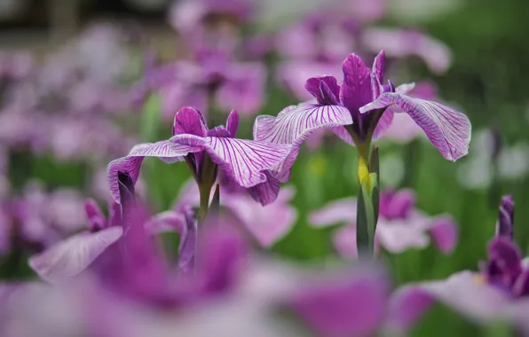 Flowers, glade, garden, pink, flowerbed, irises, lilac, bokeh