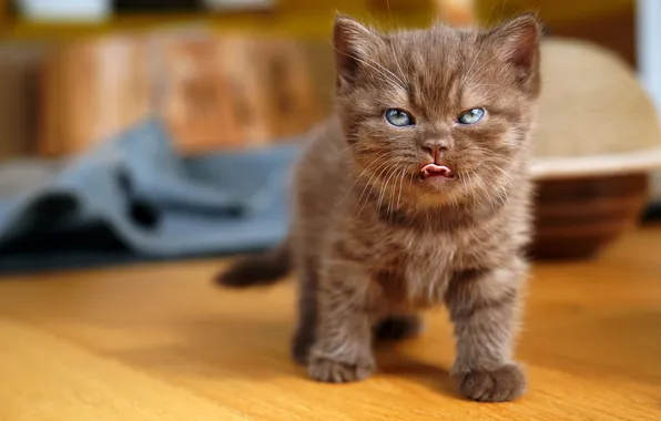 Language, cat, look, pose, kitty, baby, floor, face