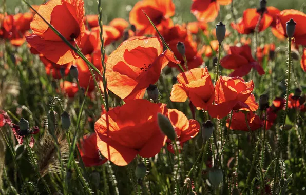 Summer, light, flowers, Maki, meadow, red, poppy field