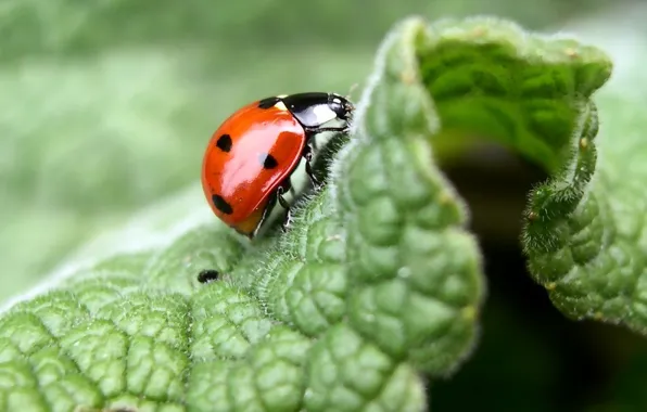 Macro, leaf, ladybug