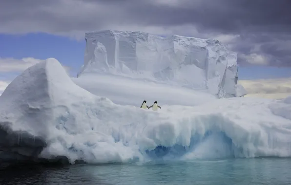 Picture water, birds, nature, the ocean, penguins, floe, a couple