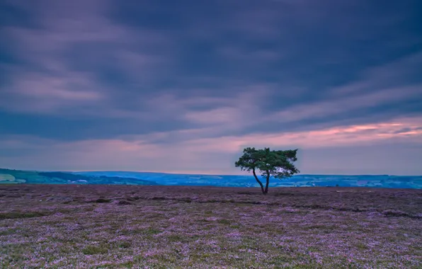 Greens, the sky, leaves, clouds, landscape, nature, background, tree