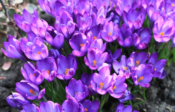 Light, flowers, bright, spring, garden, crocuses, flowerbed, clearing
