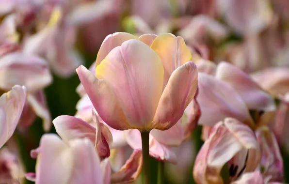 Macro, petals, tulips