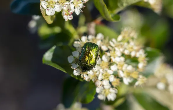 Leaves, macro, flowers, green, beetle, white, bokeh, brilliant