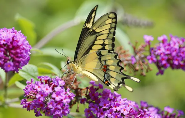 Picture flowers, butterfly, insect, moth, inflorescence