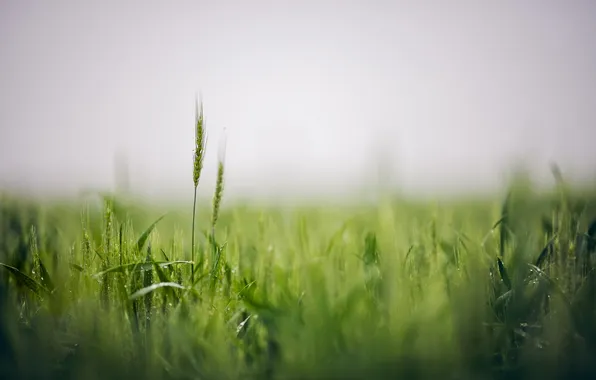 Picture field, nature, ears